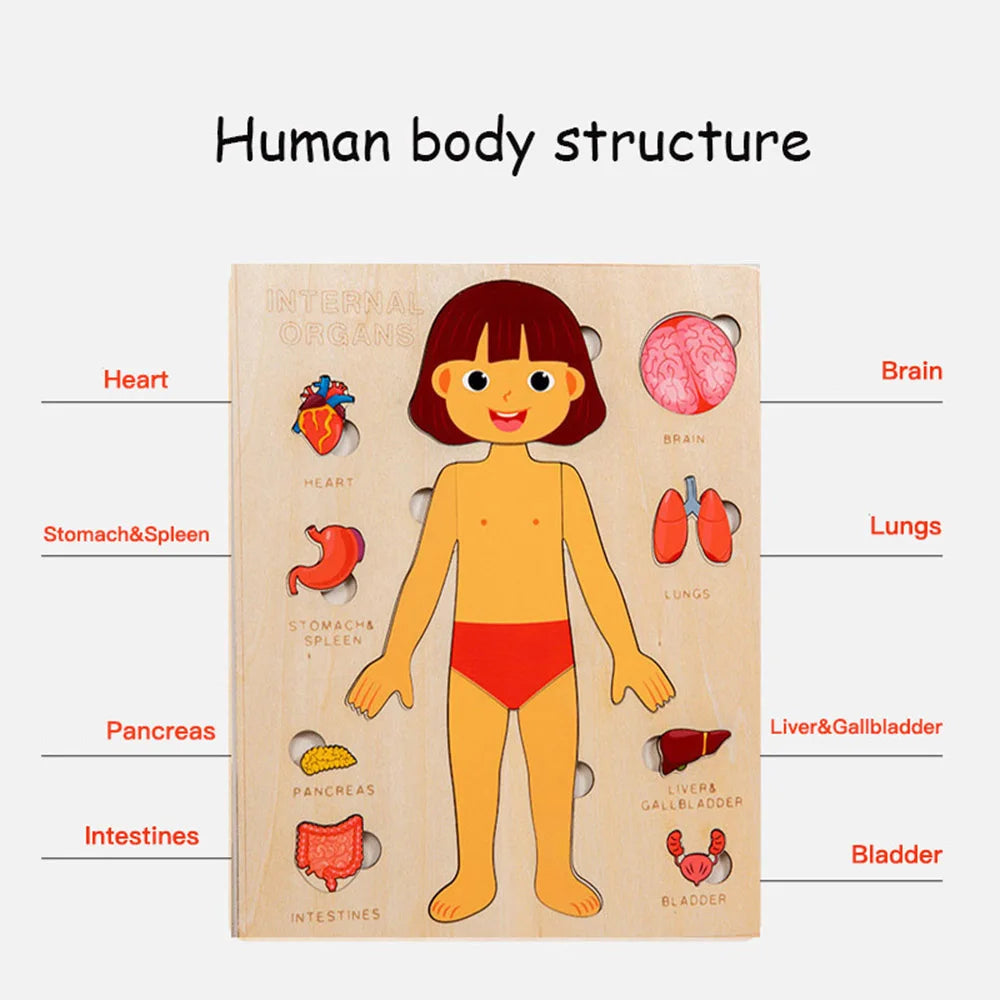 EZ Kids Wooden Montessori Toys Human Body Organs Puzzles Educational Toy Preshool Kindergarten Learning Activities Busy Board