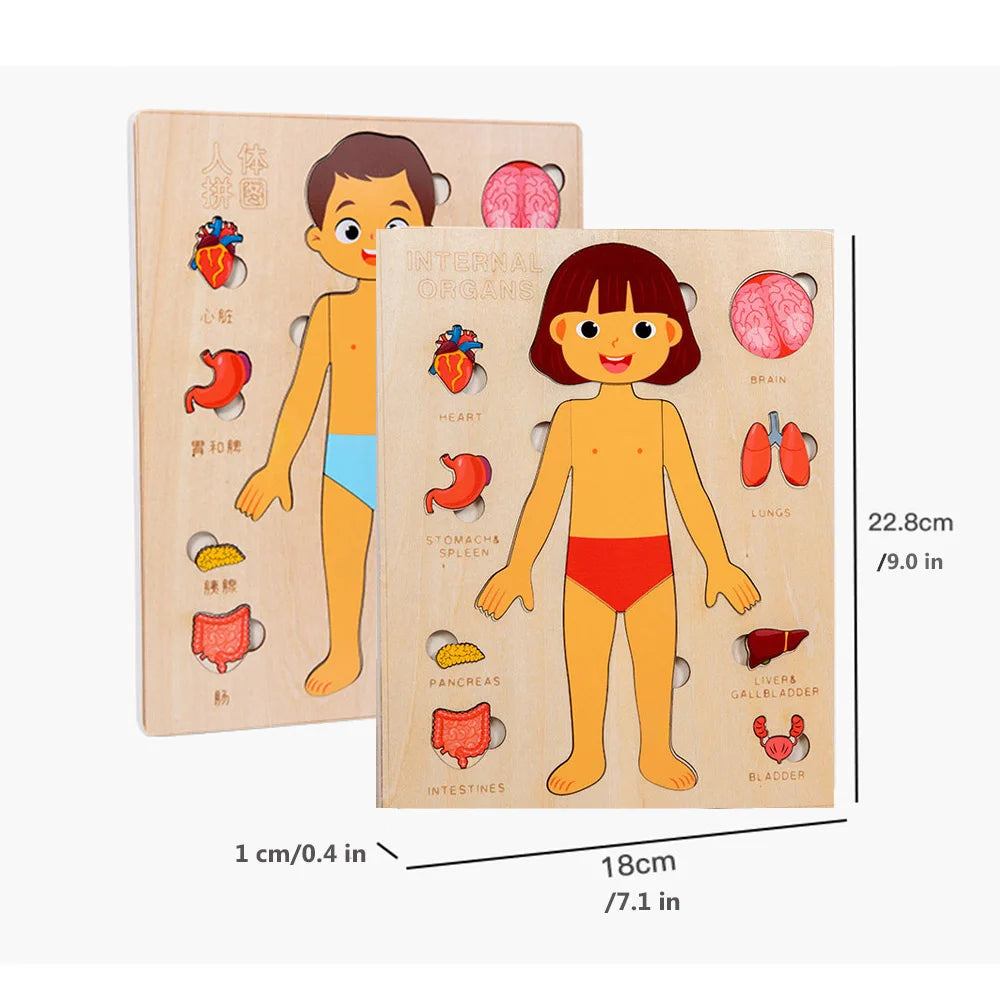 EZ Kids Wooden Montessori Toys Human Body Organs Puzzles Educational Toy Preshool Kindergarten Learning Activities Busy Board