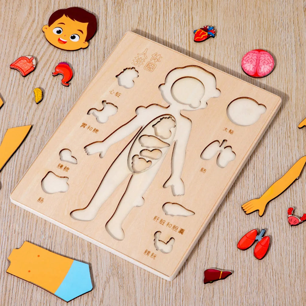 EZ Kids Wooden Montessori Toys Human Body Organs Puzzles Educational Toy Preshool Kindergarten Learning Activities Busy Board