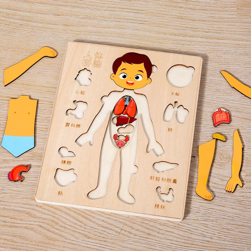 EZ Kids Wooden Montessori Toys Human Body Organs Puzzles Educational Toy Preshool Kindergarten Learning Activities Busy Board