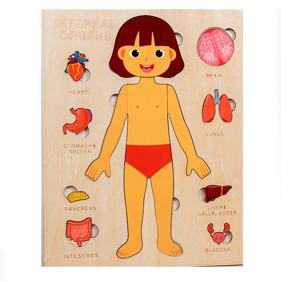 EZ Kids Wooden Montessori Toys Human Body Organs Puzzles Educational Toy Preshool Kindergarten Learning Activities Busy Board